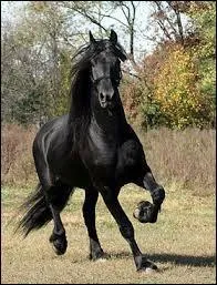 Quelle est cette race de cheval ? Ce cheval porte toujours une robe noire, celui-ci se fait surnommer "perle noire". Ce cheval est ancien et a connu une histoire mouvementée, il a une monture de guerre et est aussi un cheval de courses de trot.