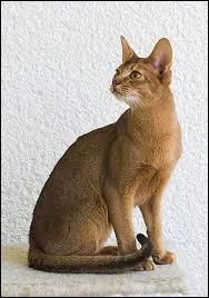Quelle est cette race de chats ? Le corps de ce chat est moyennement long, c'est un chat qui est gracieux et qui fait preuve de souplesse, il a une force musculaire bien développée.