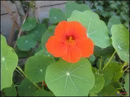 Comment se nomme cette variété de fleurs ?