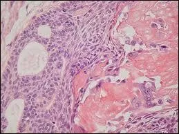 De combien de cellules notre corps humain est-il composé de partout ?