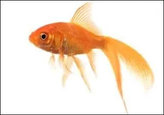 Venons-en aux poissons rouges, d'après des études scientifiques, quelle serait la durée de leur mémoire ?