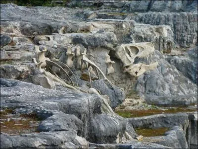 Au fond du cimetière se détache un squelette de tyrannosaure.