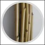 Quel nom porte la culture de l'osier ?