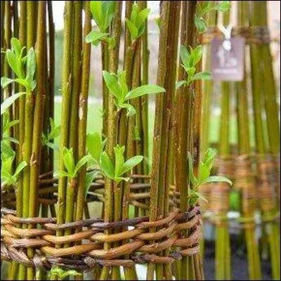 Qu'appelle-t-on bottes jardinières ?