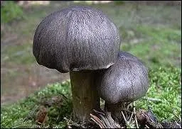 D'après cette photo, comment s'appelle ce champignon de couleur grise ?