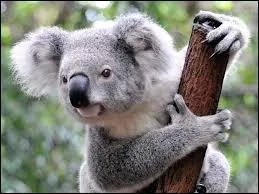 Parmi ces animaux, lequel n'est pas de couleur grise ?