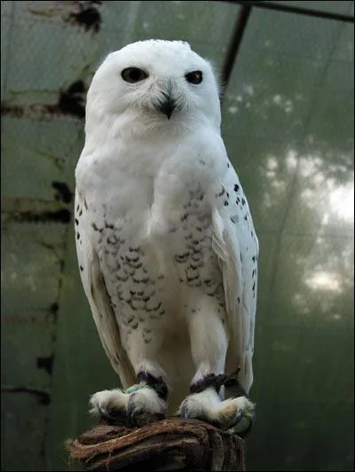 Comment Vernon appelle-t-il Edwige ?