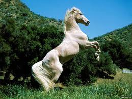 Quiz Equitation