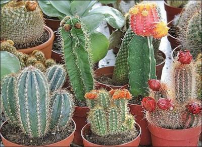"Dans la vie il y a qu'des cactus" ! Qui se pique de le savoir ?