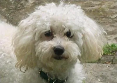 Quelles étaient les fonctions du caniche à son origine ?