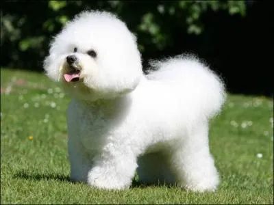 De quelle race est ce chien ?