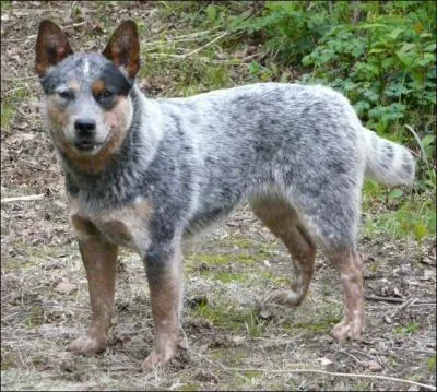 À quelle race appartient ce chien ?