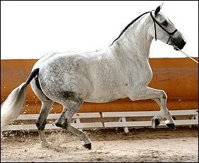 Le pure-race espagnole...