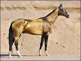Quelle est la particularité de l'akhal-téké ?