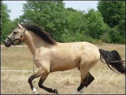 Quelle est la différence entre un poney et un cheval ?
