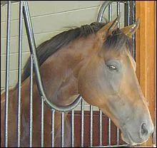 Quelle est la particularité du pur-sang anglais ?