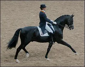 Cheval allemand assez grand taillé pour le CSO et le dressage, c'est...