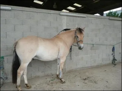 Race norvégienne plutôt trapue avec raie de mulet, c'est :
