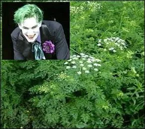 Quel adjectif, en rapport avec le rictus affiché sur le visage d'un malheureux empoisonné, cette renoncule scélérate a-t-elle donné ?