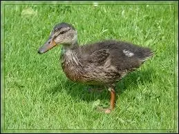 Comment orthographie-t-on le nom d'un jeune canard femelle ?