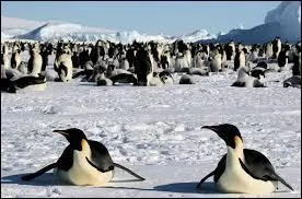 Tout le monde sait que les manchots vivent au pôle Nord.