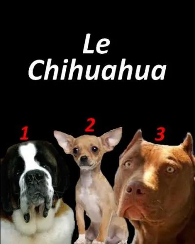 Quelle est la réponse exacte ?