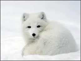 Parmi ces réponses, l'une désigne un pays où ne vit pas le renard polaire. C'est :