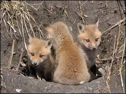 Comment appelle-t-on l'habitat du renard ?