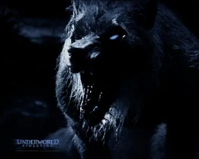 William Corvinus est un :