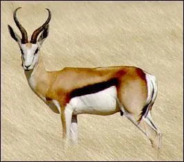 Quel pays a pour symbole la gazelle sauteuse ?