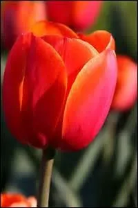 La tulipe est l'emblème de :