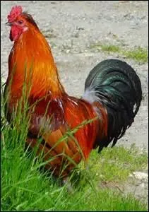 Le coq est l'emblème de la France mais il symbolise également la foi et la justice dans un autre pays. Lequel ?