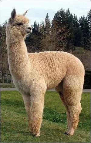 De quel pays d'Amérique du Sud le lama est-il le symbole ?