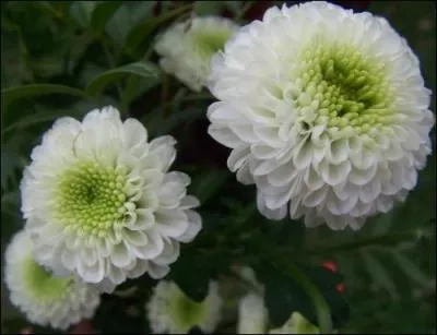Quel pays a pour emblème le chrysanthème ?