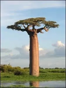Le baobab est le symbole du :