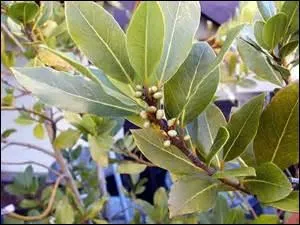 De quel pays le laurier est-il l'emblème ?