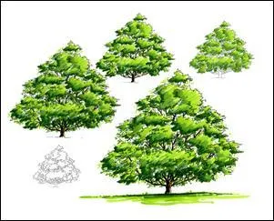 Dans la chanson d'Aretha Franklin, on entendait ces arbres :