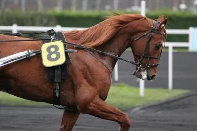 Dans certaines courses hippiques, les chevaux portent des poids pour rééquilibrer leurs chances.