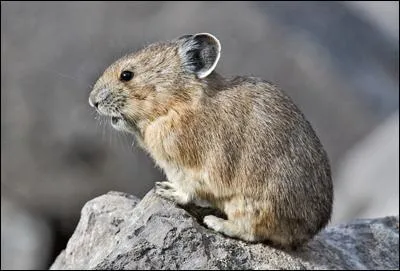 Les lapins sont des rongeurs.