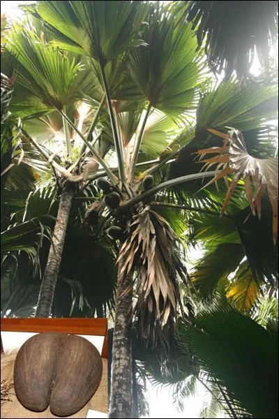 Le palmier est un arbre.