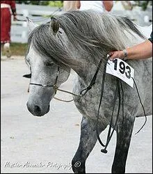 Quelle est la robe sur l'image ?