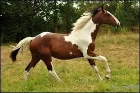 Quels sont les différents types de robes pie ?