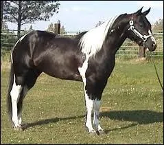 Quelle est la robe sur l'image ?