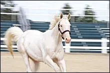 Quelle est la robe sur l'image ? (yeux foncés, peau rose)