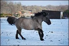 Quelle est la robe sur l'image ?