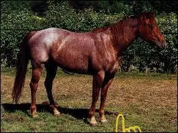 Quelle est la robe sur l'image ?