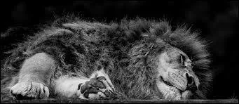 Le titre "Le lion est mort ce soir", est une chanson d'origine africaine composée en 1939 ("The Lion Sleeps Tonight"). Quel artiste interprète sa version française dès 1962 ?