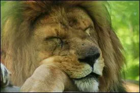 Vers quel âge apparaît la crinière chez un jeune lion ?