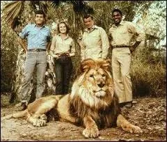 Clarence, le fameux lion de la série "Daktari", était connu pour une particularité physique, laquelle ?