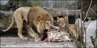 Chez les lions, qui s'occupe de la périlleuse et harassante mission qu'est la chasse ?